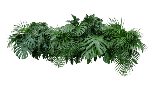 kikkapink tropical plant summer deco - фрее пнг