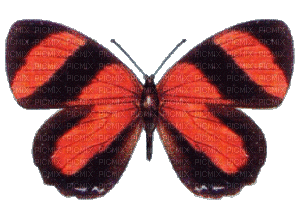 Butterfly - Δωρεάν κινούμενο GIF
