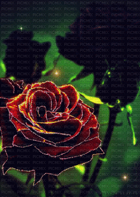 rosas - Nemokamas animacinis gif