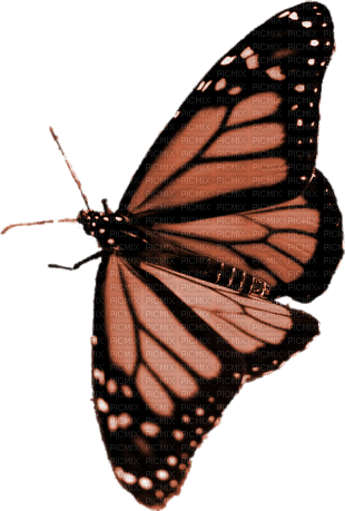 BUTTERFLY! - Free PNG