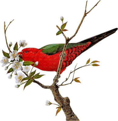 bird - png grátis