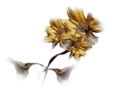 fleur dorée .Cheyenne63 - PNG gratuit