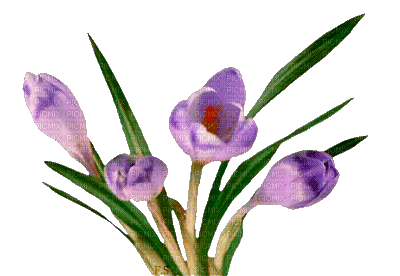 Flowers blooming - Безплатен анимиран GIF