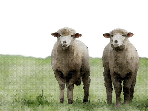 sheep nature background - PNG gratuit