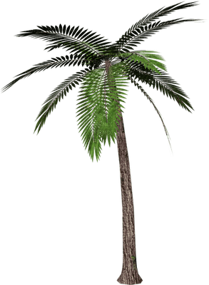 palma - ücretsiz png