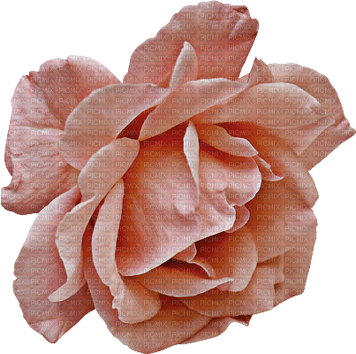 blomma--ros--flower--rose-pink--rosa - Free PNG