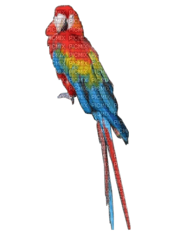 perroquet - 免费PNG