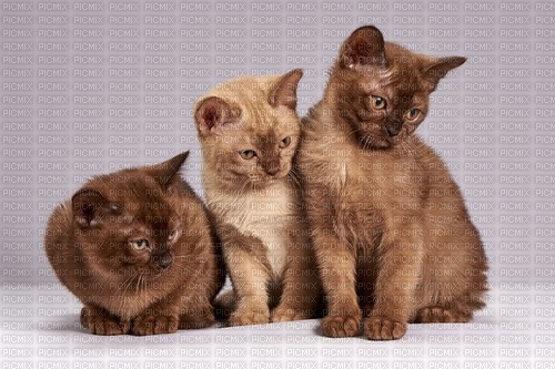 3 cats - png grátis