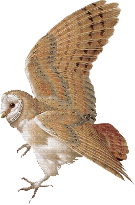 Kaz_Creations Birds Bird Owls Owl - Ingyenes animált GIF
