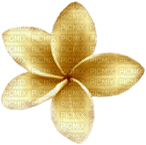 flores  dubravka4 - PNG gratuit