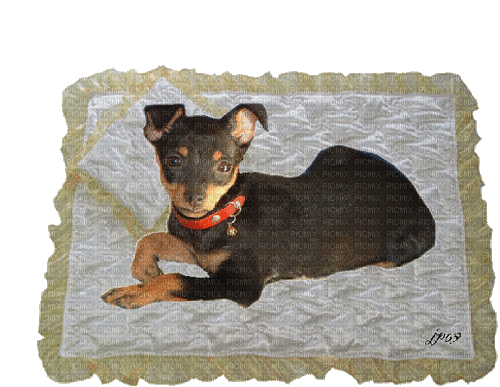 Hund, Decke - Δωρεάν κινούμενο GIF