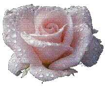 ruža - Nemokamas animacinis gif