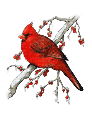 Cardinal.Bird.Oiseau.Victoriabea - фрее пнг