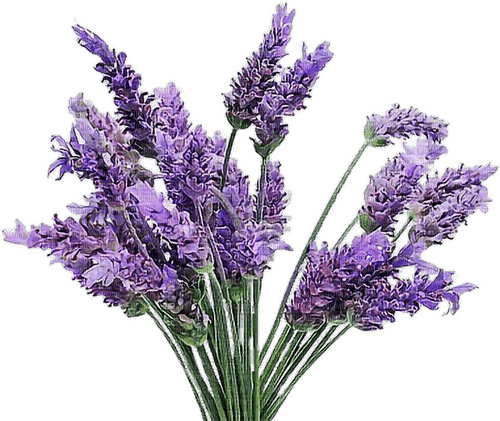 LILAS - δωρεάν png