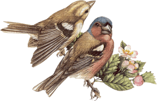 Bird - png grátis