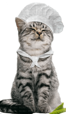 cat crepes pancakes cook  chat chandeleur cuisinier - ücretsiz png