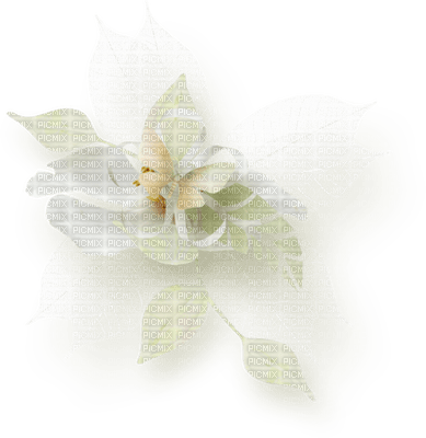 Kaz_Creations Deco Flower Flowers Colours - gratis png