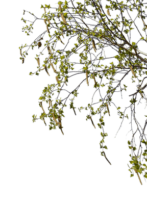 Plants.Branche.Branch.arbre.Tree.Victoriabea - 免费PNG