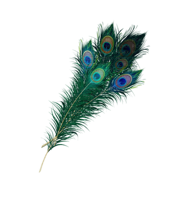 peacock feathers bp - png gratis