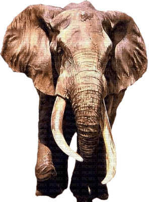 Kaz_Creations Elephants Elephant - png gratuito