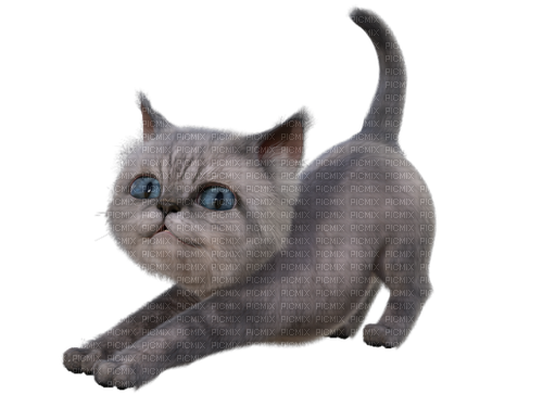 Chat Gris:) - zadarmo png