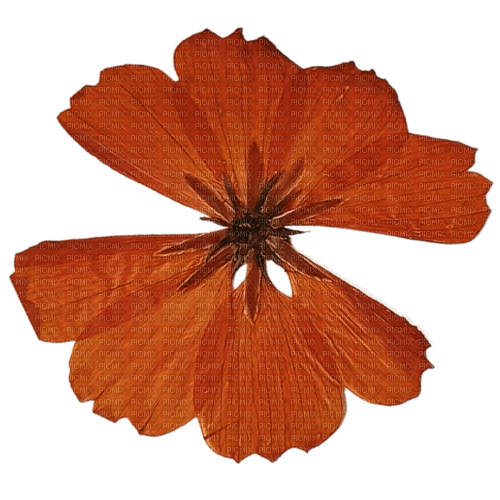 orange dried flower - gratis png