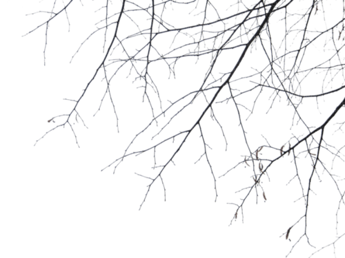 Branche - фрее пнг