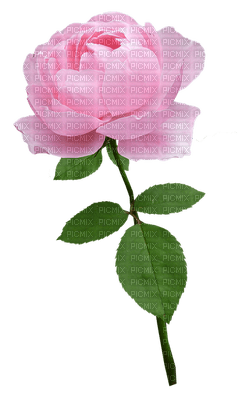kukka  flower fleur rose - gratis png