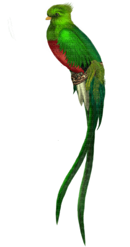 Pájaro plumaje verde - png gratis