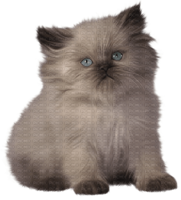 Kaz_Creations Animals Cat Kitten - безплатен png