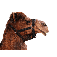 camel bp - бесплатно png