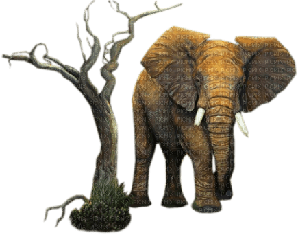 elephant - nemokama png