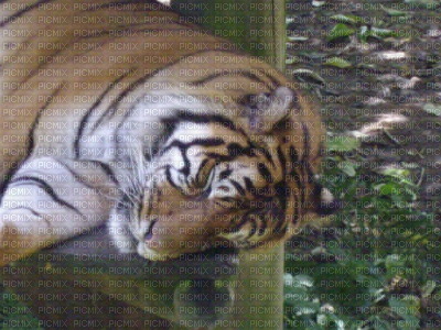 Tigre endormi - png gratuito