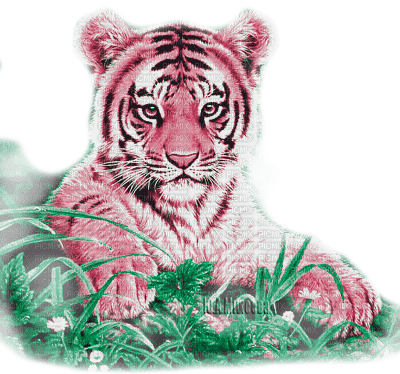 Y.A.M._Animals tiger - bezmaksas png