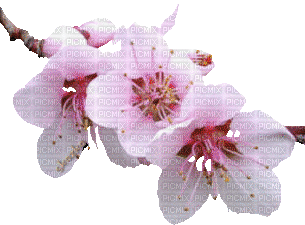 Веточка с цветочками - Darmowy animowany GIF