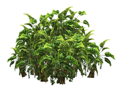 plantas - PNG gratuit