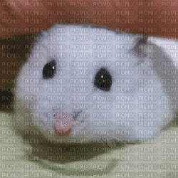 hamster - Бесплатный анимированный гифка