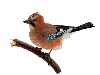 ptak - Besplatni animirani GIF