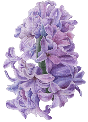 flowers Bb2 - Free PNG