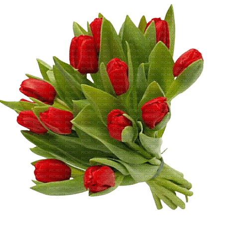 красные тюльпаны - Free PNG