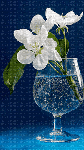 MMarcia gif  flor branca white flower fleur - Nemokamas animacinis gif
