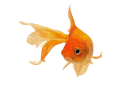 ✶ Fish {by Merishy} ✶ - ilmainen png