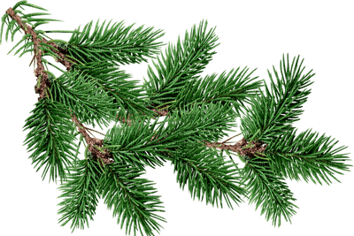 christmas noel advent branches fir - gratis png