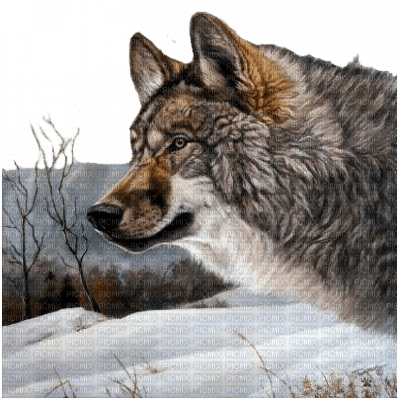 Wolf Loup Picmix