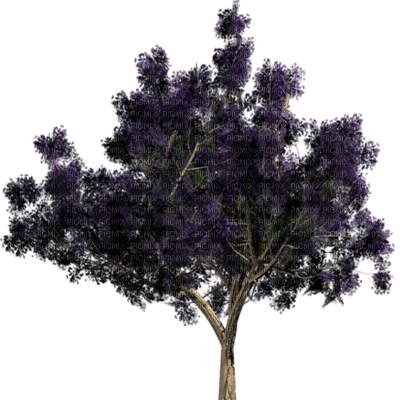 tree - 免费PNG
