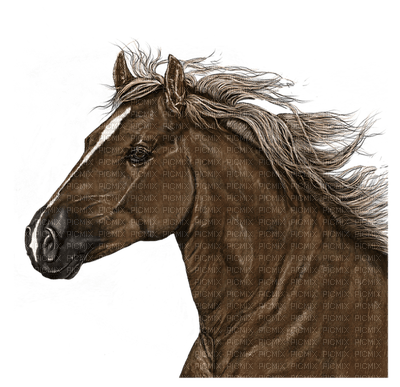 patrcia87 cheval - 免费PNG