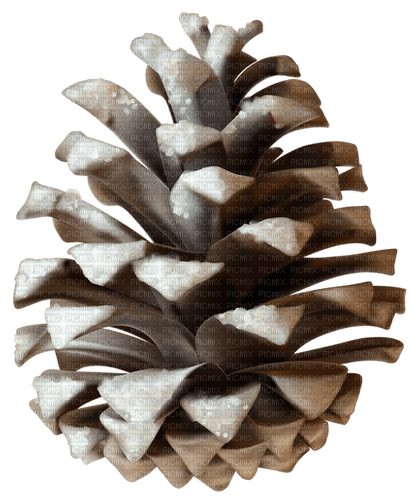 Winter Pinecone - nemokama png