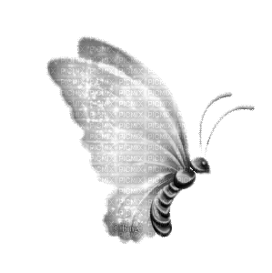 Y.A.M._Fantasy butterfly black-white - Ücretsiz animasyonlu GIF