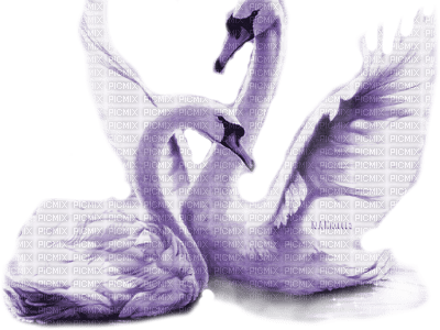 Y.A.M._Birds swans purple - png ฟรี