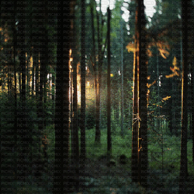 forest - Besplatni animirani GIF